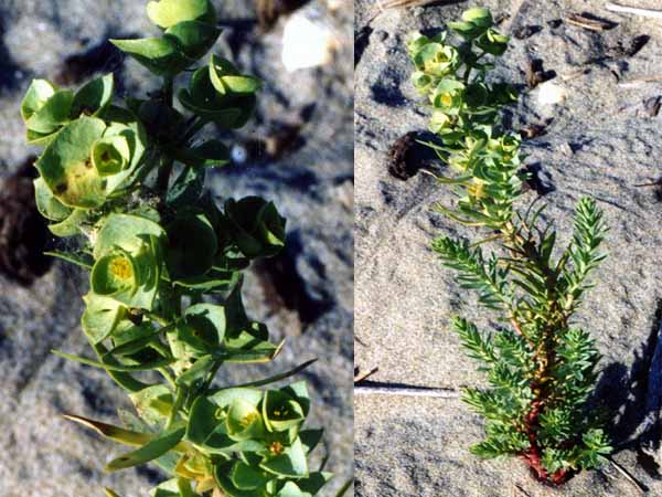 Flora delle dune